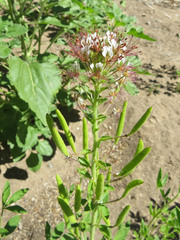 Polanisia dodecandra trachysperma