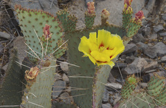 Opuntia macrocentra macrocentra