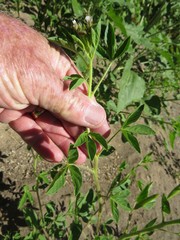 Polanisia dodecandra trachysperma