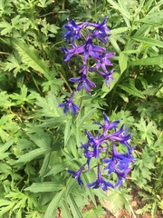 Delphinium barbeyi