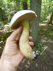 Tylopilus intermedius