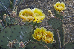 Opuntia macrocentra macrocentra