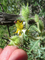 Argemone munita rotundata