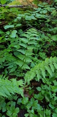 Dryopteris × triploidea