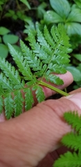 Dryopteris × triploidea