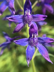 Delphinium barbeyi