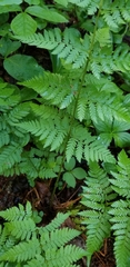 Dryopteris × triploidea