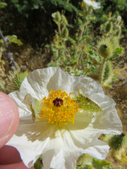 Argemone munita rotundata