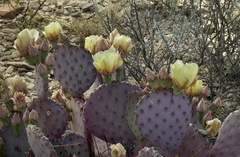 Opuntia macrocentra macrocentra