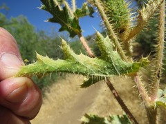 Argemone munita rotundata