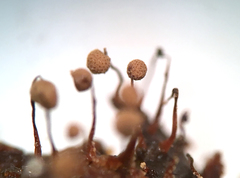 Cribraria intricata