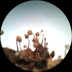 Cribraria intricata