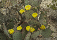 Opuntia macrocentra macrocentra