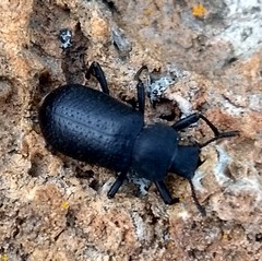 Iphthiminus serratus