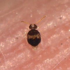 Deuterosminthurus bicinctus