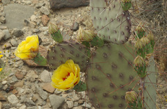 Opuntia macrocentra macrocentra