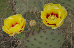Opuntia macrocentra macrocentra