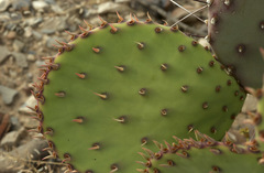 Opuntia macrocentra macrocentra