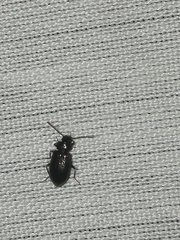 Anaedus