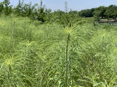 Helianthus salicifolius