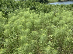 Helianthus salicifolius