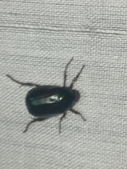 Paranomala cincta