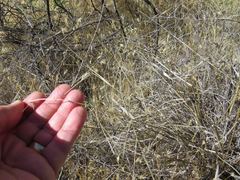 Aristida ternipes gentilis