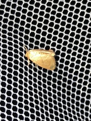 Apoda y-inversa