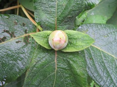 Hydrangea involucrata
