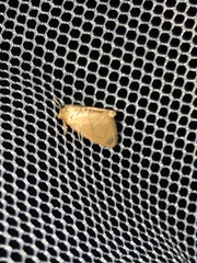 Apoda y-inversa