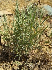 Pombalia verticillata