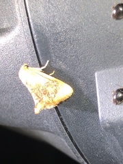 Apoda y-inversa