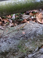 Diploderma swinhonis