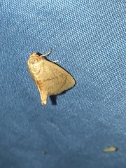Apoda y-inversa