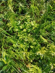 Trollius laxus laxus