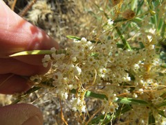 Cuscuta indecora