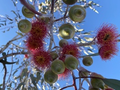 Eucalyptus caesia