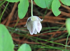 Calochortus elegans