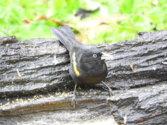 Cacicus chrysopterus