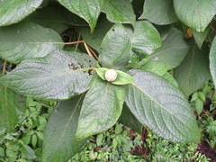 Hydrangea involucrata