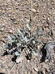 Enceliopsis nudicaulis