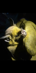 Phyllostomus hastatus