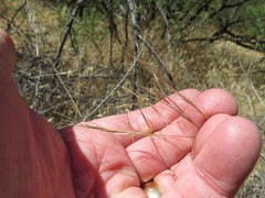 Aristida ternipes gentilis