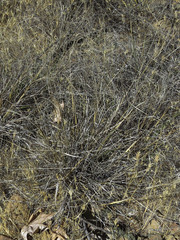 Aristida ternipes gentilis