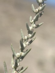 Neokochia americana