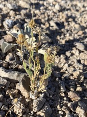 Xanthisma grindelioides