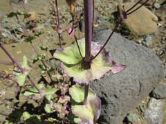 Penstemon pseudospectabilis