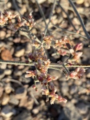 Eriogonum nummulare