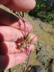 Penstemon pseudospectabilis