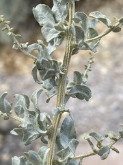 Atriplex torreyi
